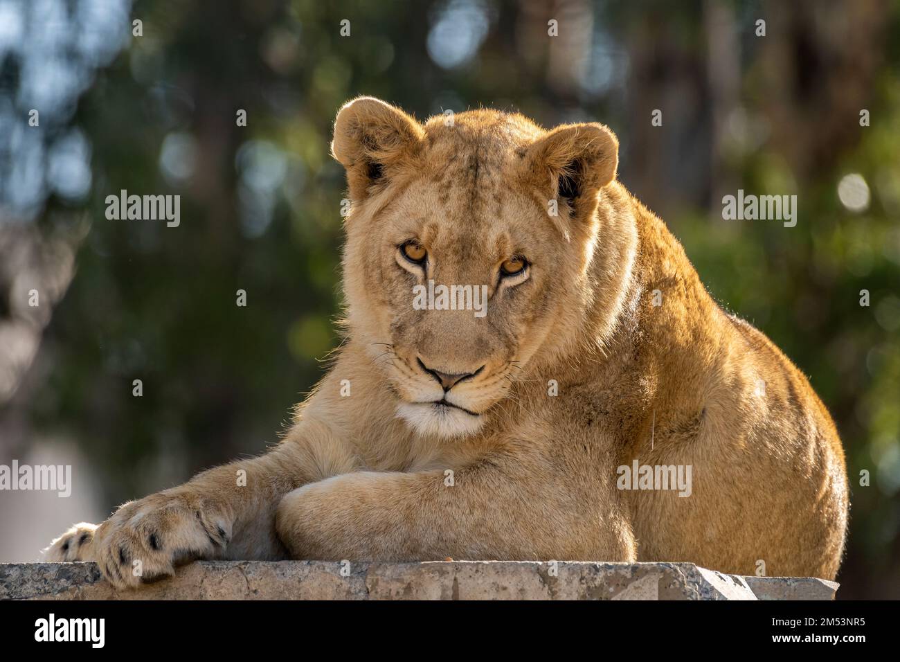 Lionesses resting on a concrete block, Puruma Pride, South Africa Stock Photo