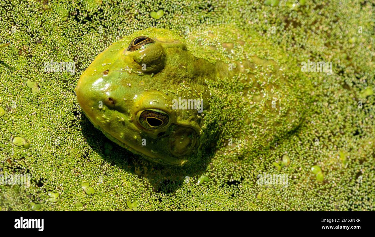 A closeup of a green toad swimming in a swamp Stock Photo