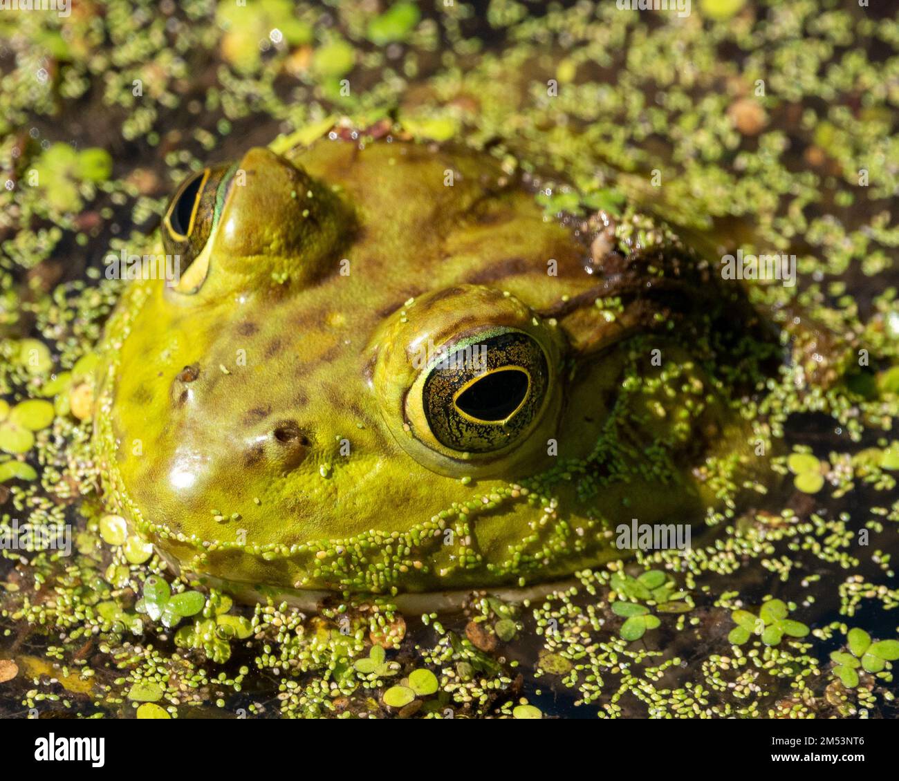 A closeup of a green toad swimming in a swamp Stock Photo