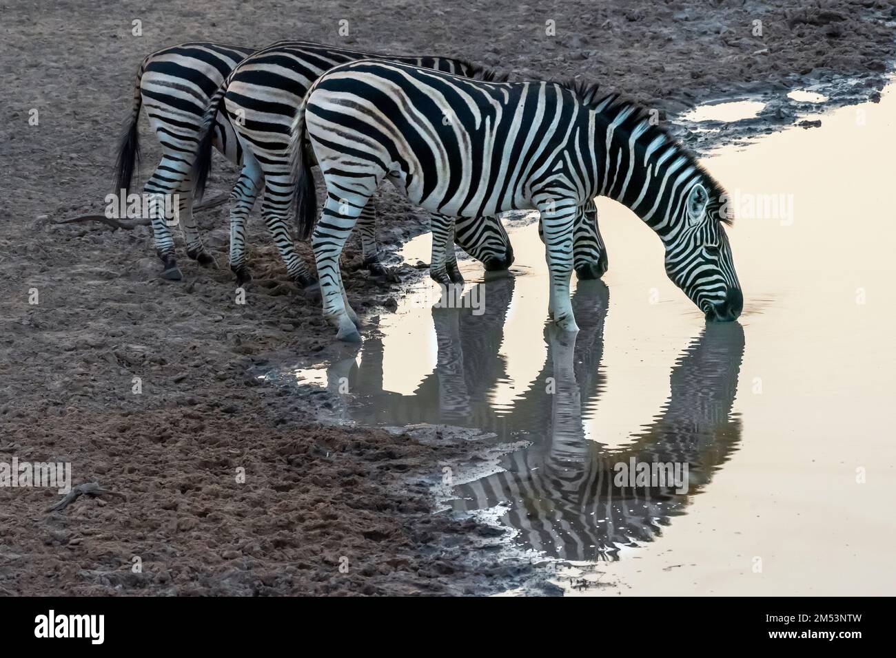 Africa sunset plains zebra hi-res stock photography and images - Alamy