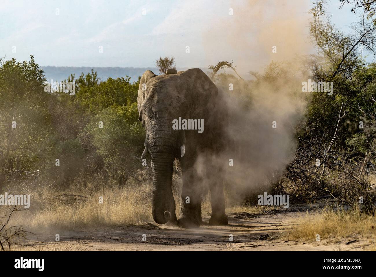 Aggressive male elephant blowing dirt, Mabula, South Africa Stock Photo