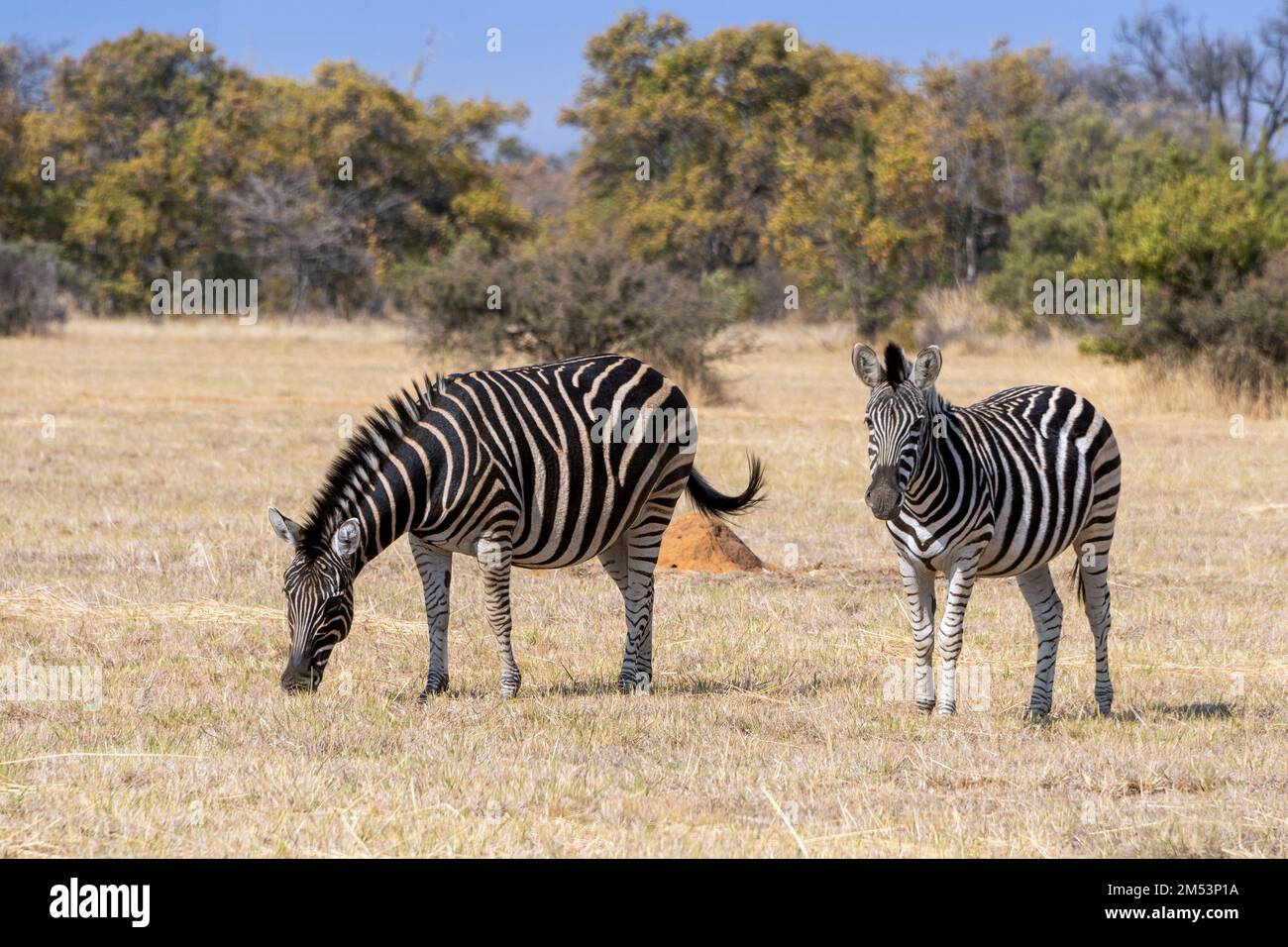 Pregnant (query) zebra with older colt grazing on dried grass, Mabula, South Africa Stock Photo