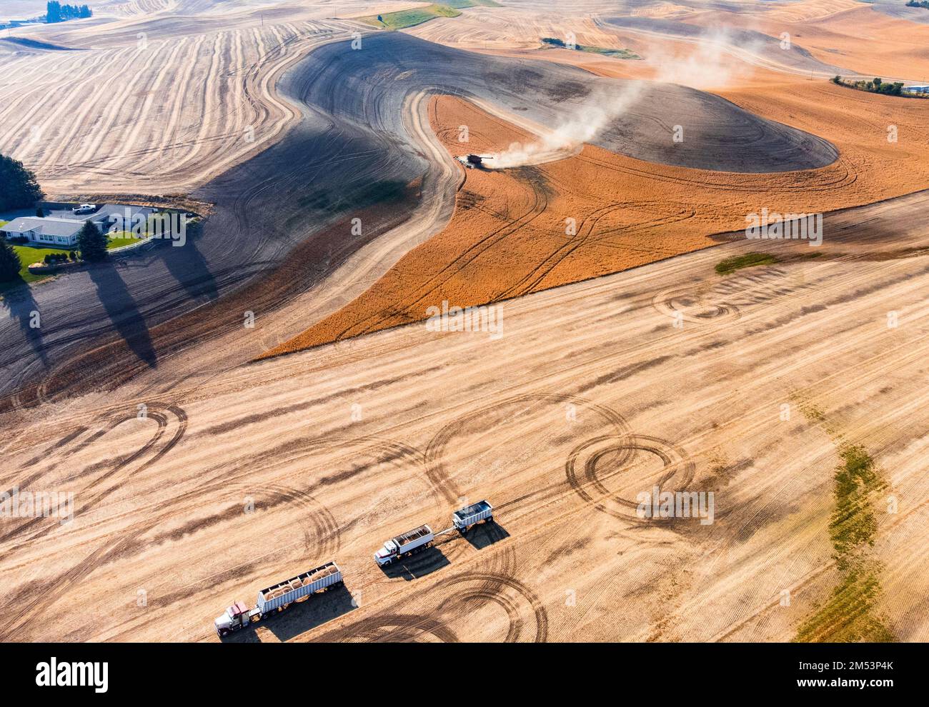 An aerial view of a harvester working in a field and mows wheat Stock ...