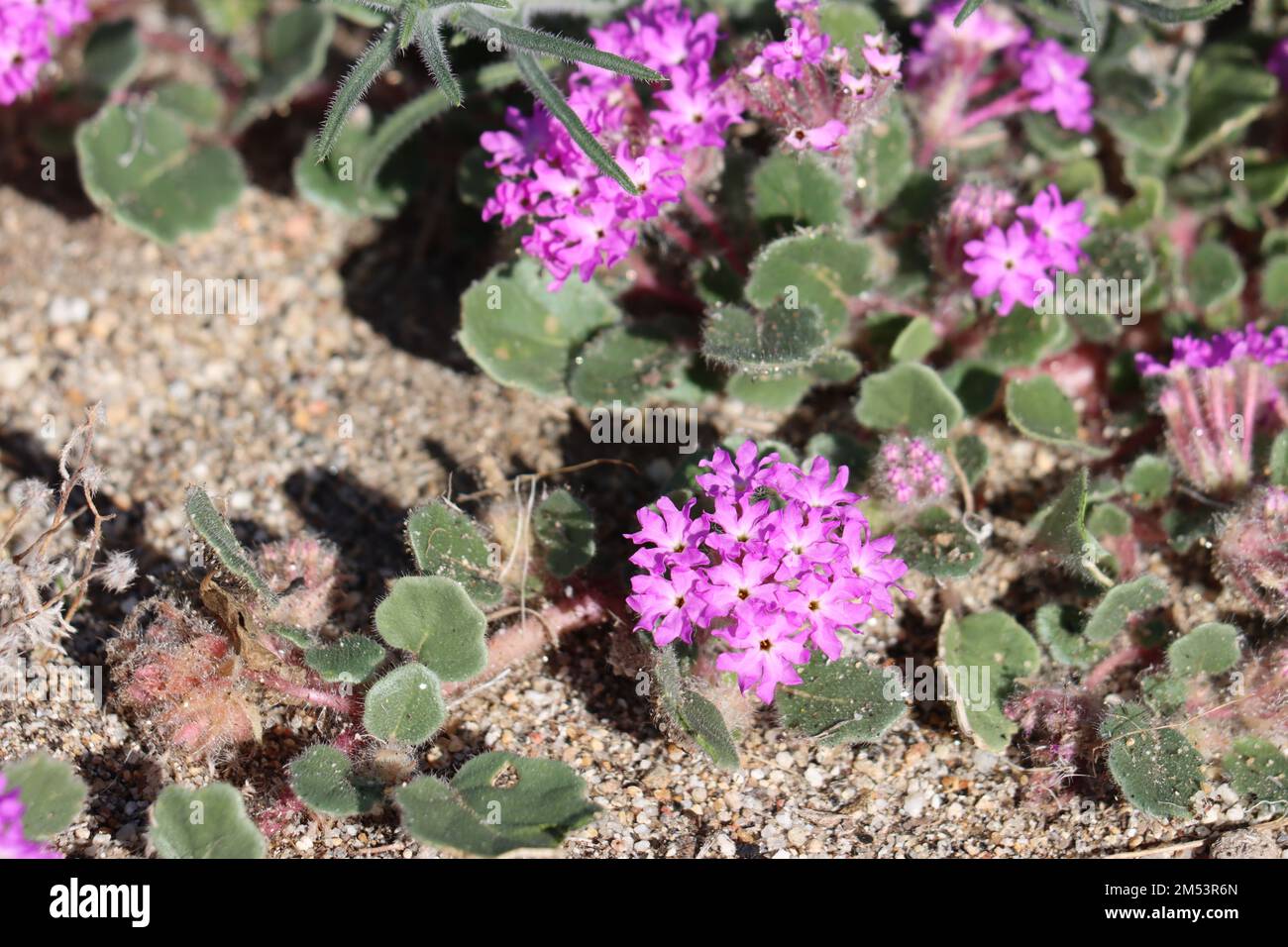 Pink flowering racemose capitate cluster inflorescences of Abronia Villosa, Nyctaginaceae, native annual herb in the Borrego Valley Desert, Autumn. Stock Photo