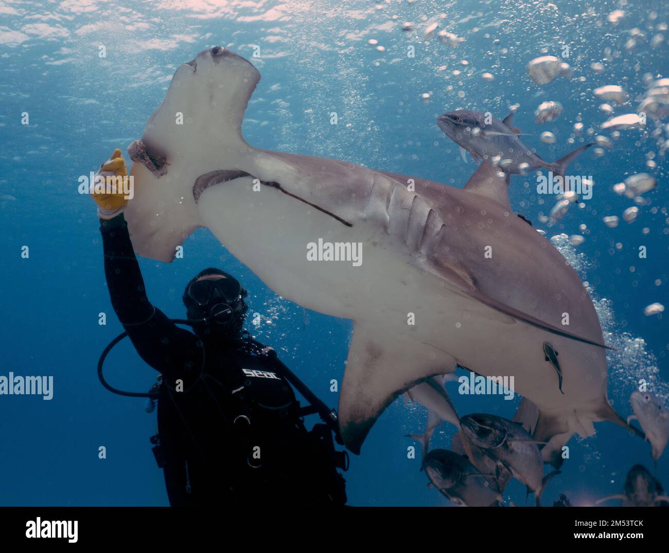 Divers interacting with Great Hammerheads (Sphyrna mokarran) in Bimini