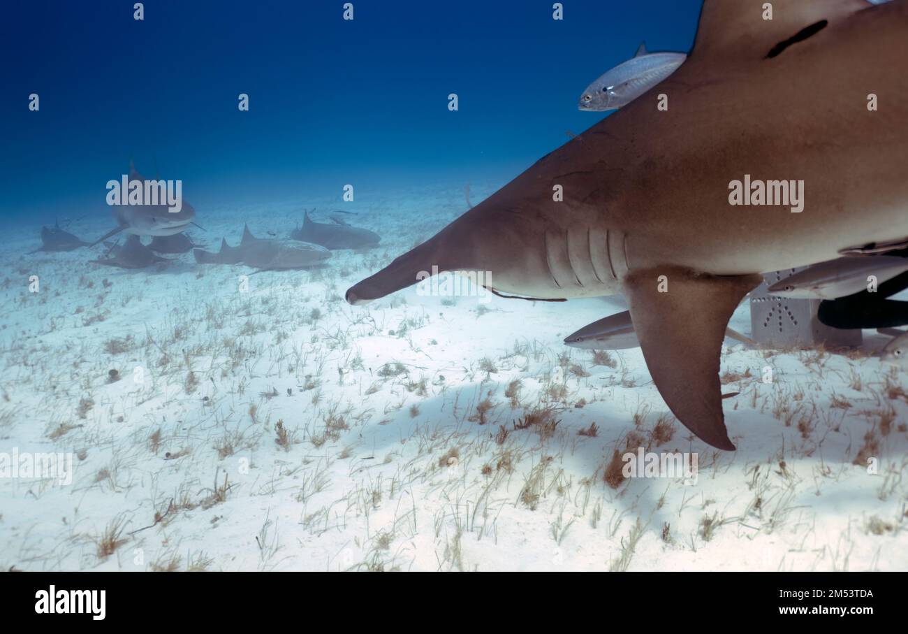 A Great Hammerhead (Sphyrna mokarran) in Bimini, Bahamas Stock Photo