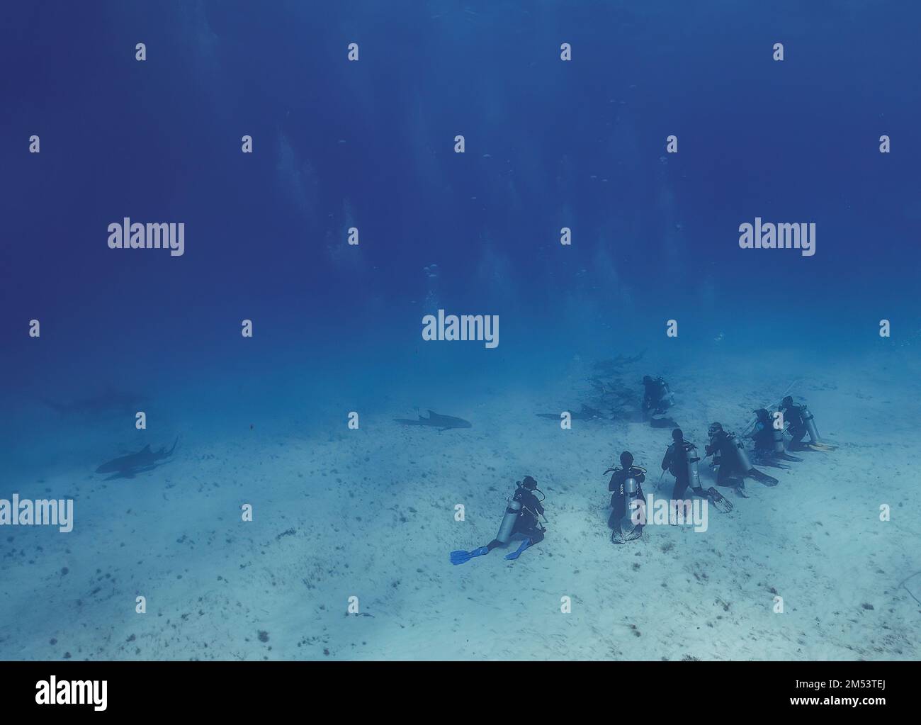 Divers interacting with Great Hammerheads (Sphyrna mokarran) in Bimini