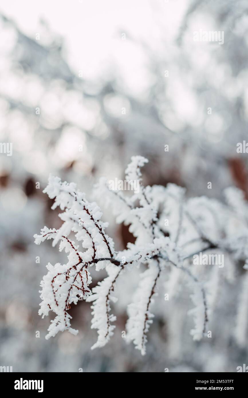 Snow on tree branches. Frost on tree branches. Winter landscape Stock Photo