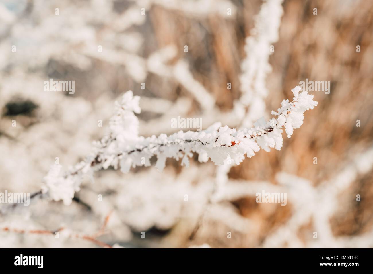 Snow on tree branches. Frost on tree branches. Winter landscape Stock Photo