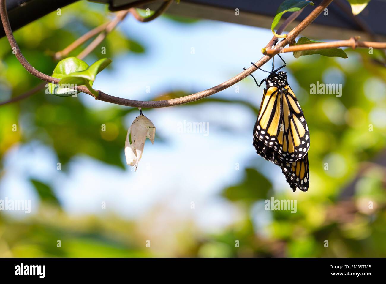 A monarch butterfly just hatched from chrysalis on a branch Stock Photo