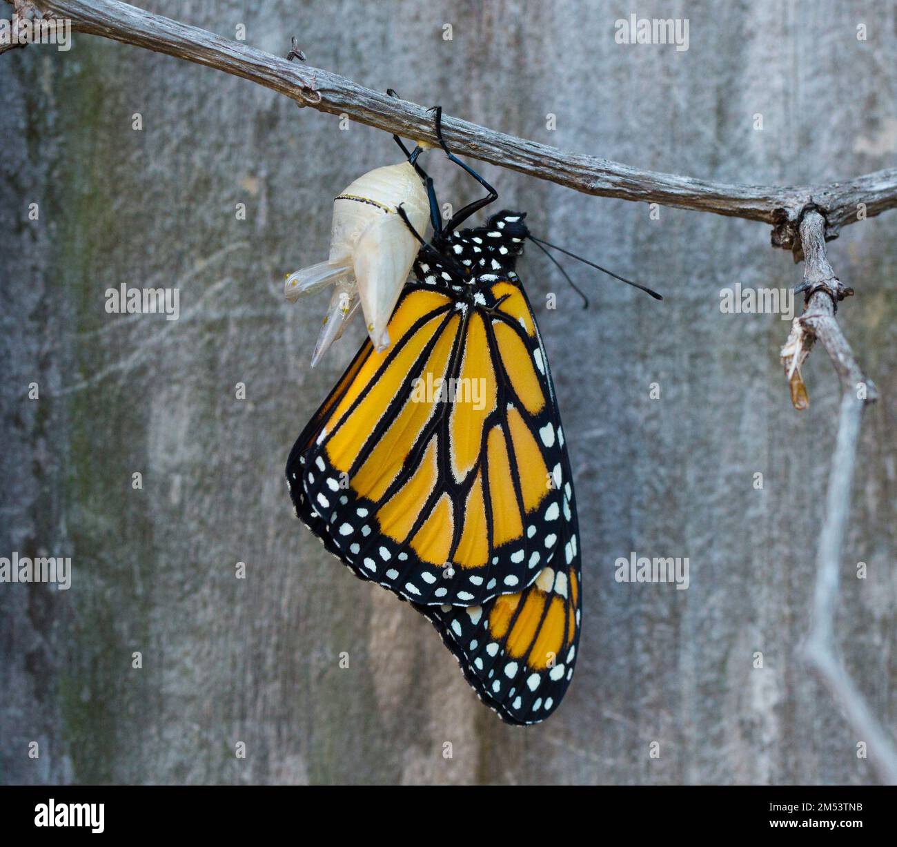 A macro shot of a monarch butterfly coming out of chrysalis on a branch Stock Photo