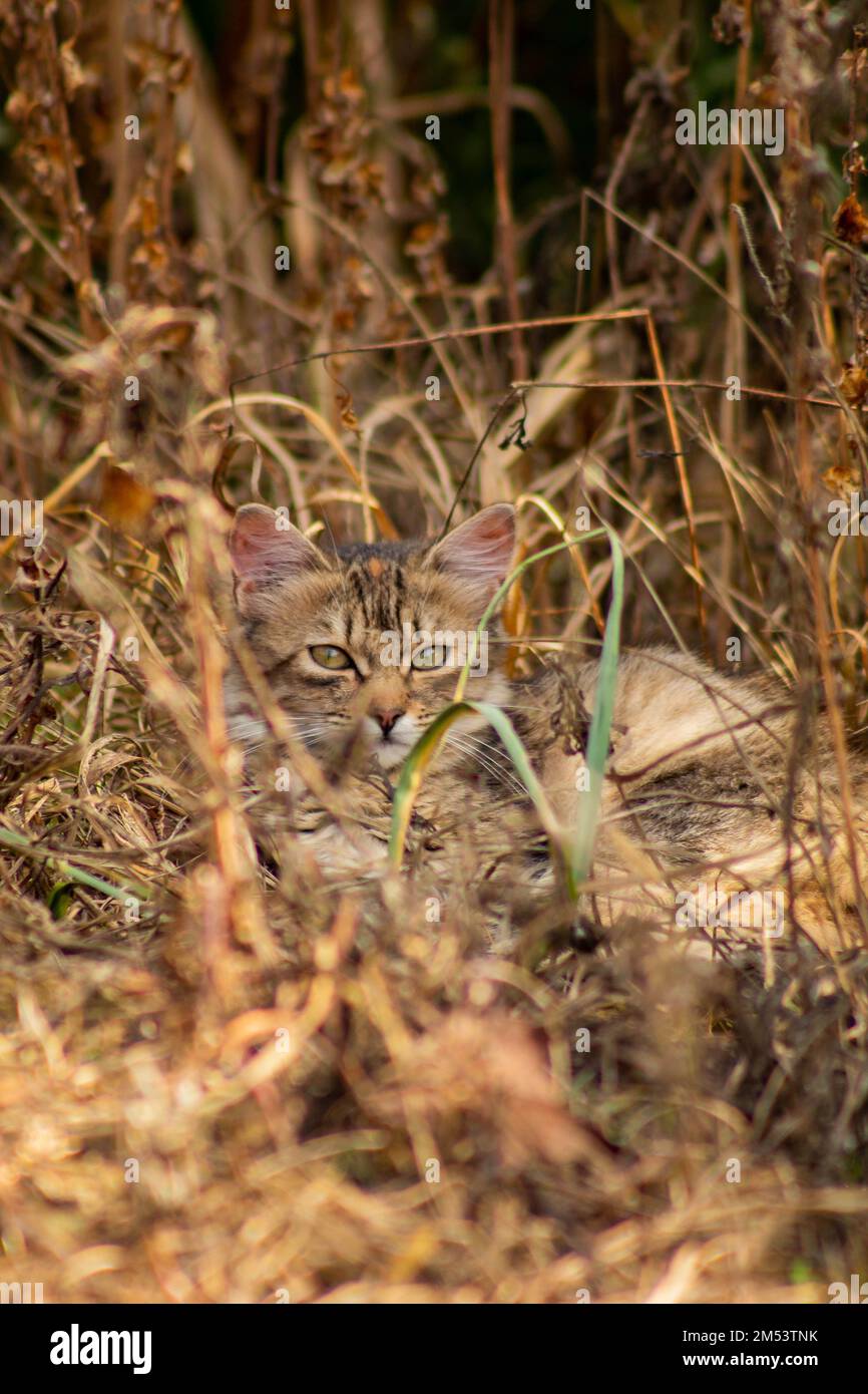 Hiding cat hi-res stock photography and images - Alamy