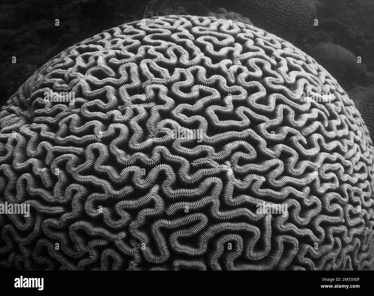 A black and white closeup of a brain coral, Scleractinia captured