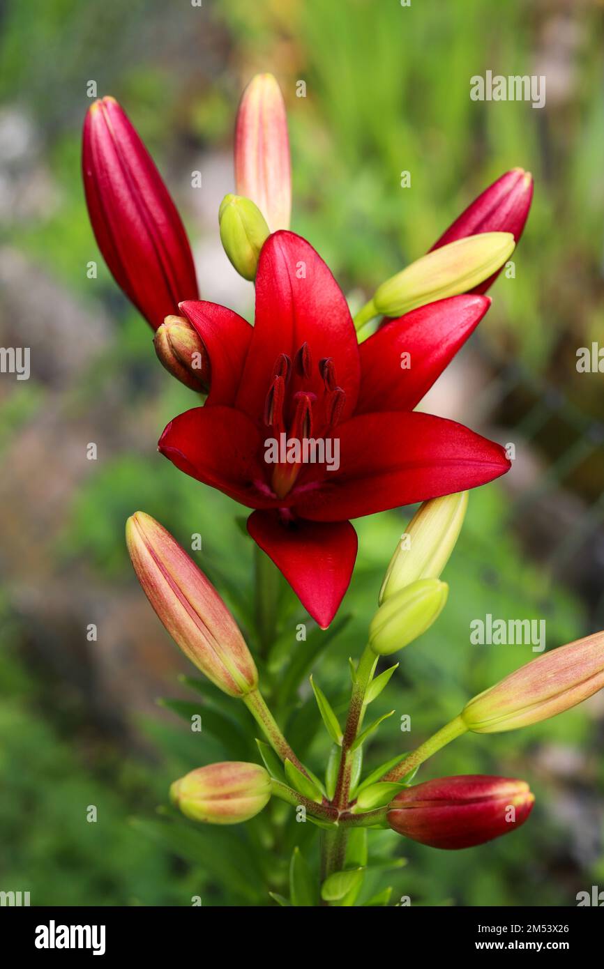 A vertical closeup of red lilies, Lilium brownii and buds captured in a flower garden Stock Photo