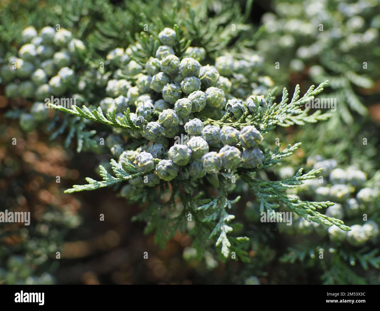 Ripe berries on a Lawson cypress branch Stock Photo