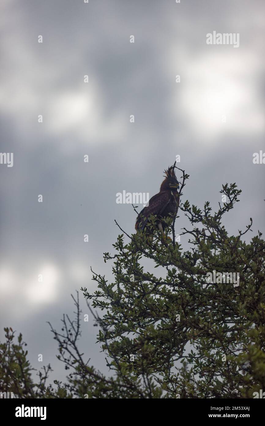A vertical shot of a long-crested eagle sitting on top of a tree in the Masai Mara, Kenya. Stock Photo