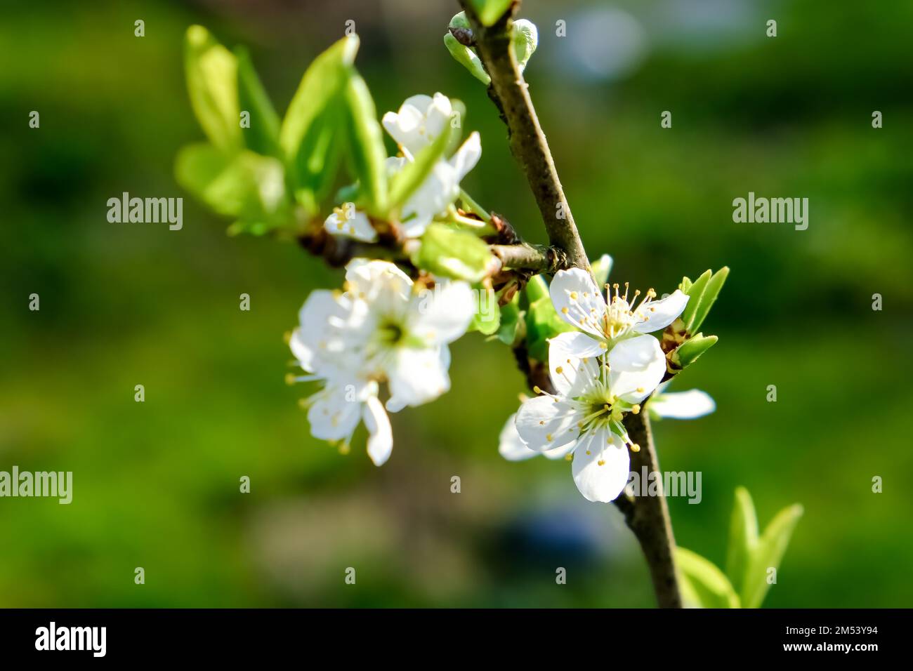 Blossom of Mirabelle plum in detail. Mirabelle plum (Prunus domestica subsp. syriaca) is a cultivar group of plum trees of the genus Prunus. Stock Photo