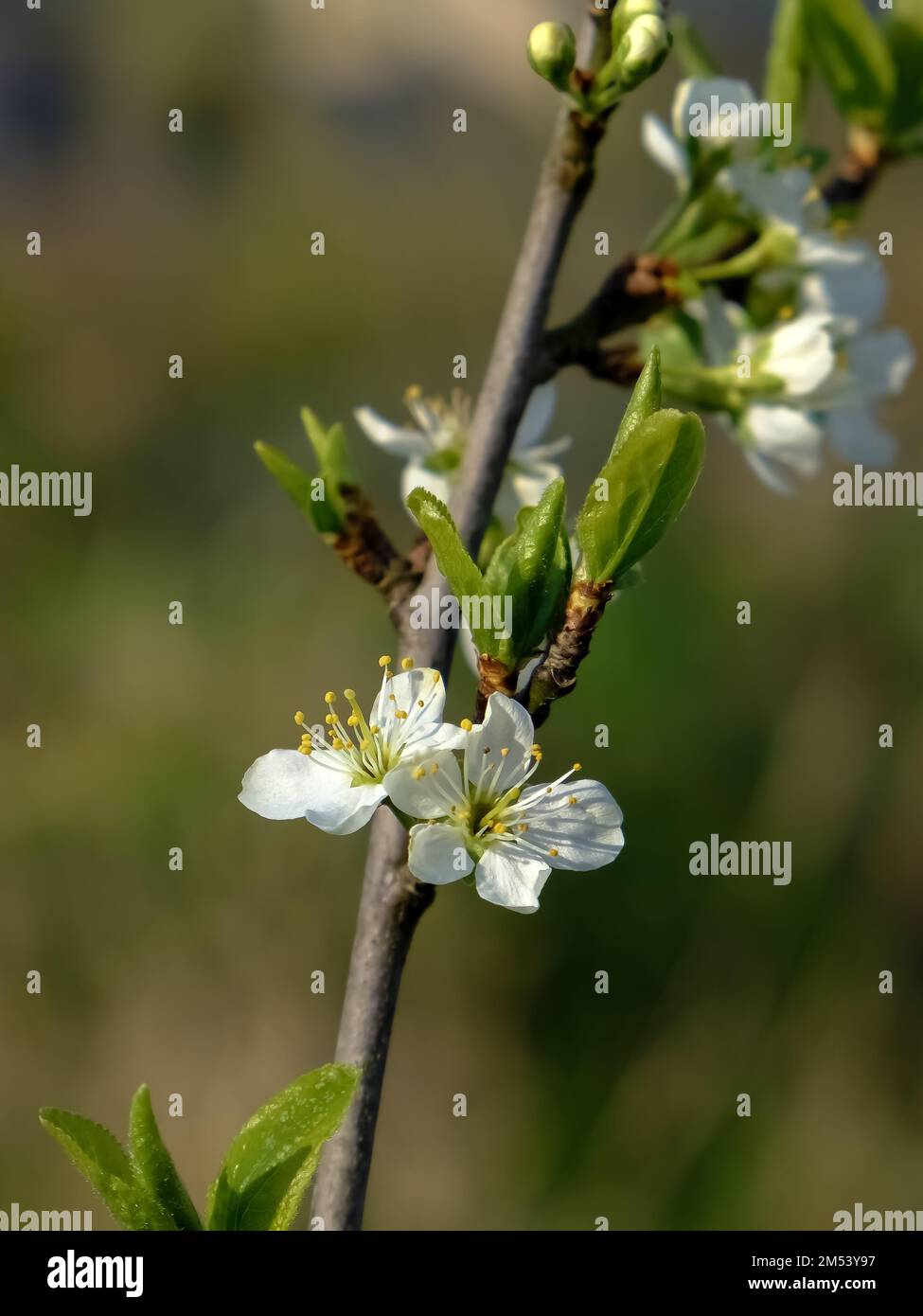 Blossom of Mirabelle plum in detail. Mirabelle plum (Prunus domestica subsp. syriaca) is a cultivar group of plum trees of the genus Prunus. Stock Photo