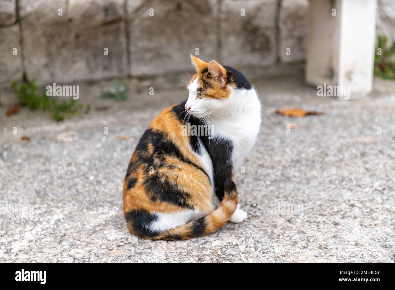 Cat sitting on the street. Croatian cat in traditional village. Three color cat. Stock Photo