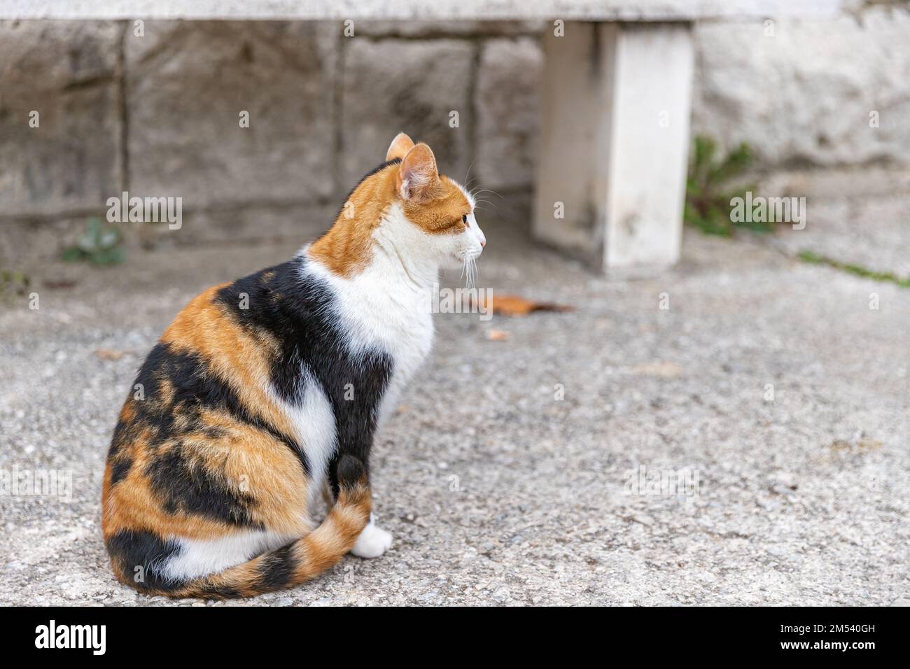 Cat sitting on the street. Croatian cat in traditional village. Three