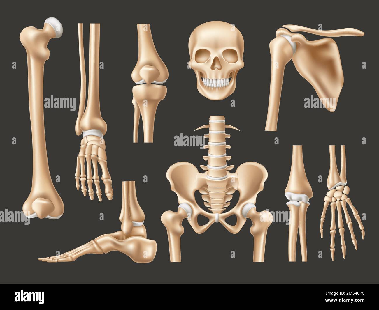 Realistic human bones. Isolated 3d anatomical body parts, skeleton  elements, skull front view, feet, hands and pelvis, various joints,  educational Stock Vector Image & Art - Alamy