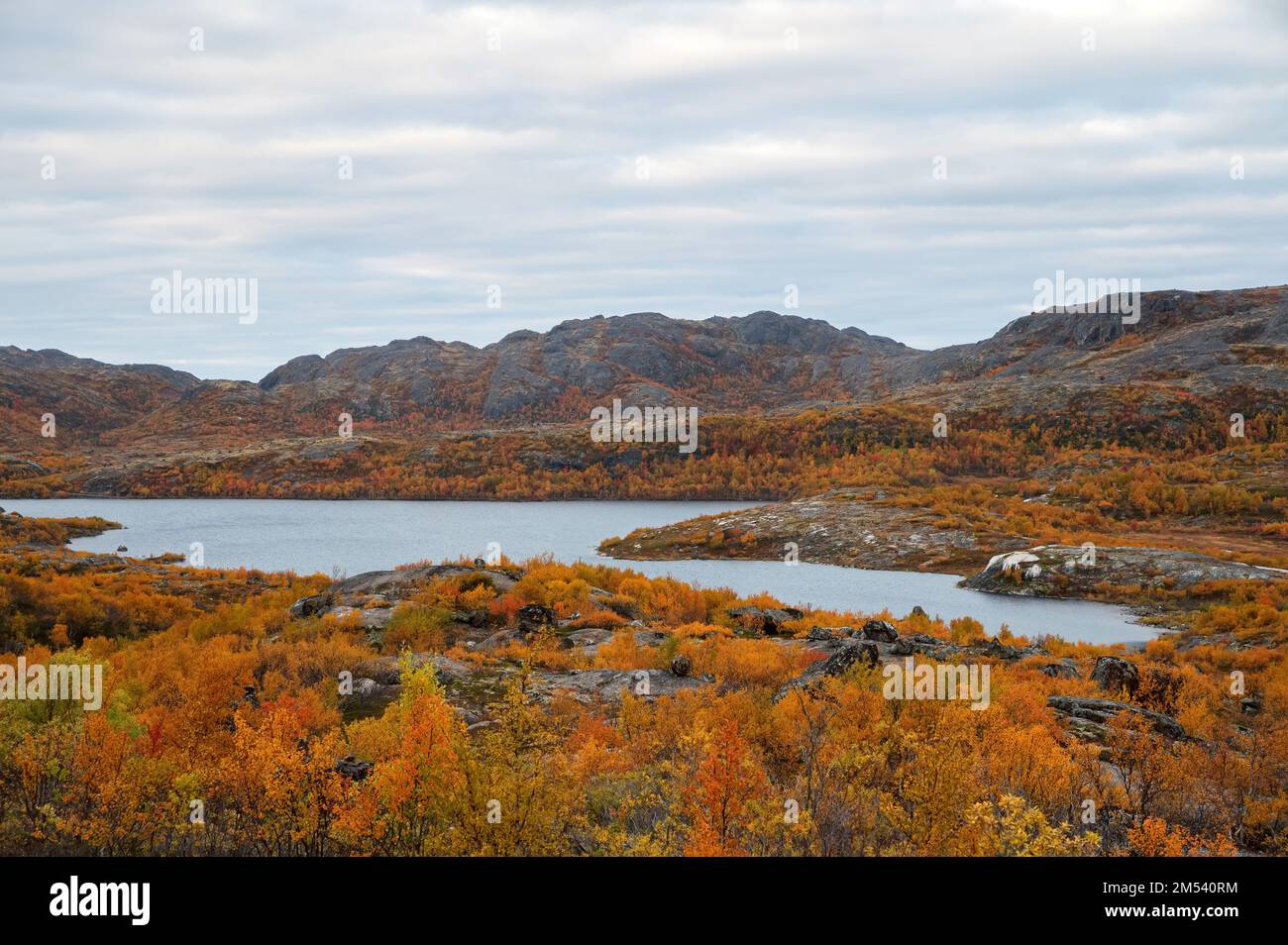 Colorful autumn tundra in front of lake in Liinahamari. Stock Photo