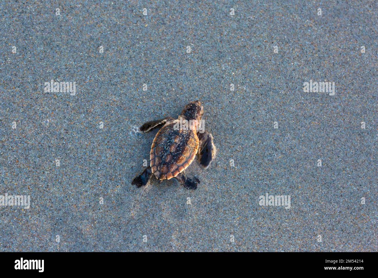 A top view of a small modern sea turtle on a sand Stock Photo - Alamy