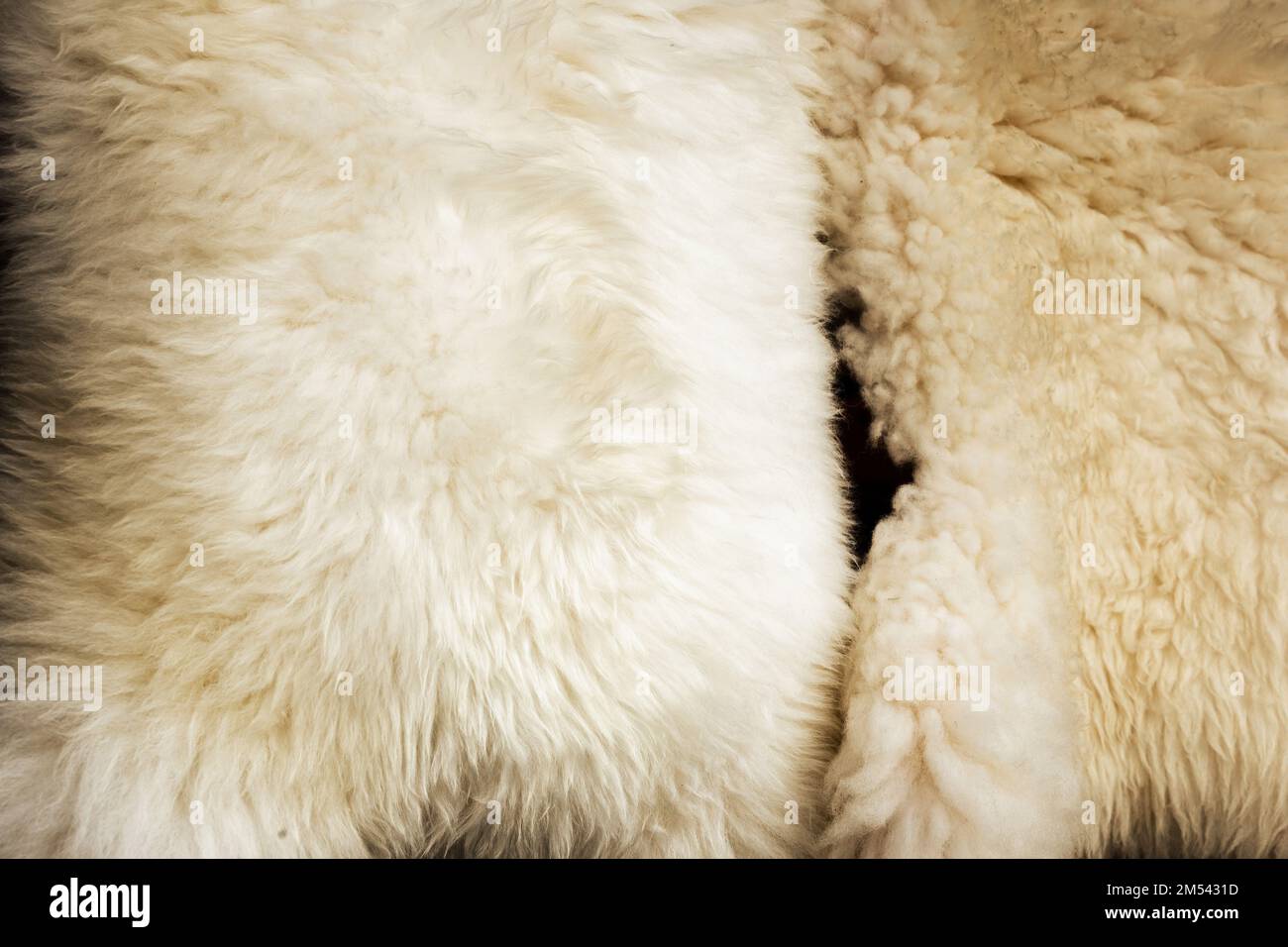 Sheep skin structure.Close up of sheep fur Stock Photo Alamy