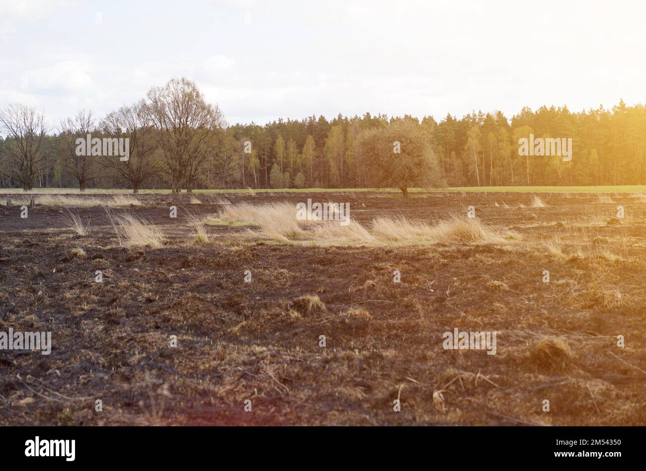 Ecological catastrophy. View of the field with scorched grass and the forest in the sun. Stock Photo