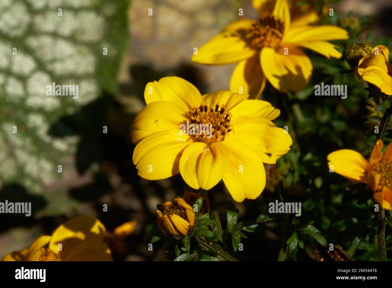 A closeup shot of yellow aspilia flowers blooming in a garden Stock Photo