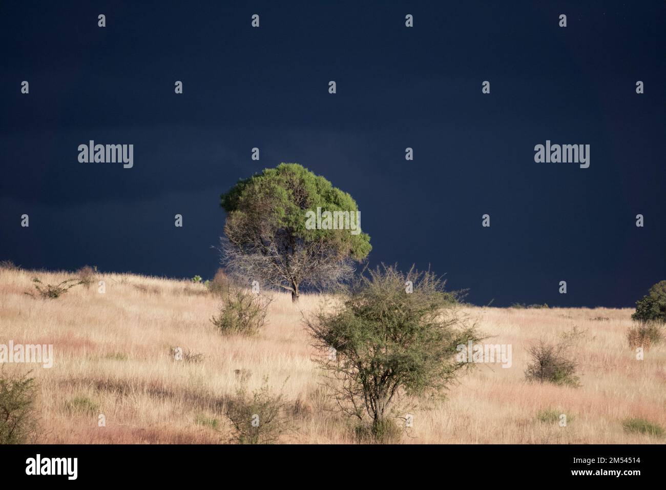 Wet landscape lonely tree hi-res stock photography and images - Alamy