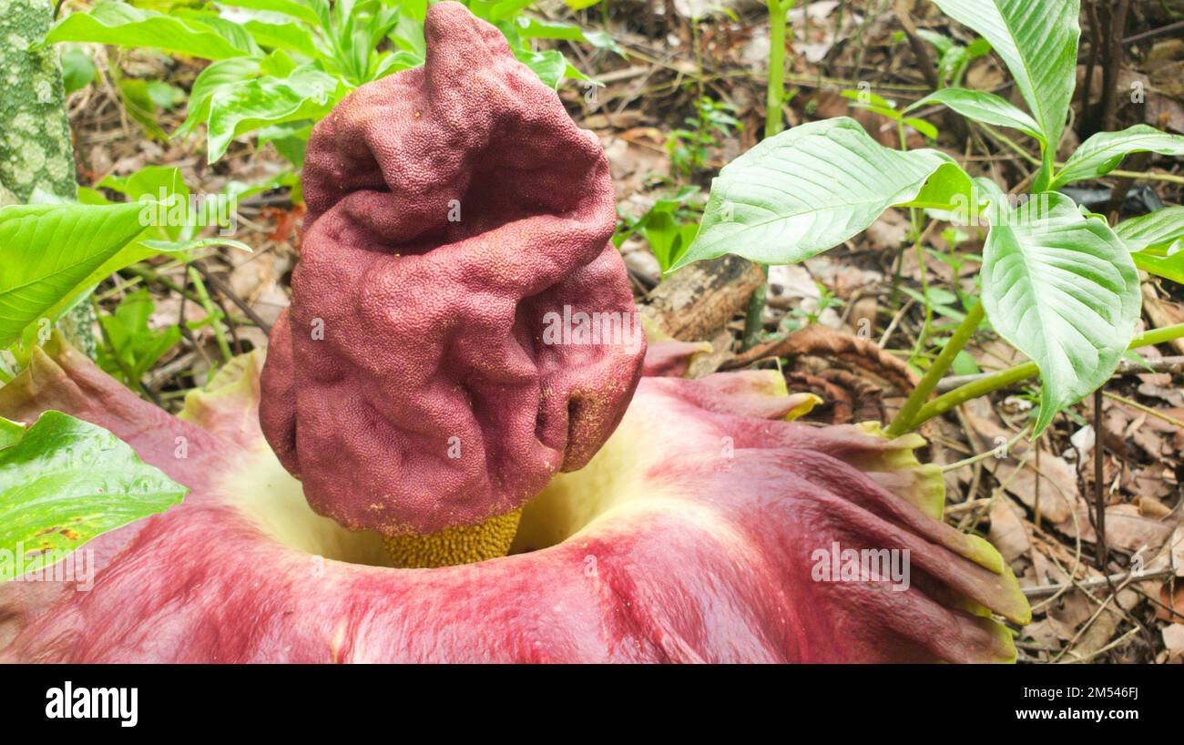 konjac plant flower. konjac plant or Amorphophallus konjac Stock Photo