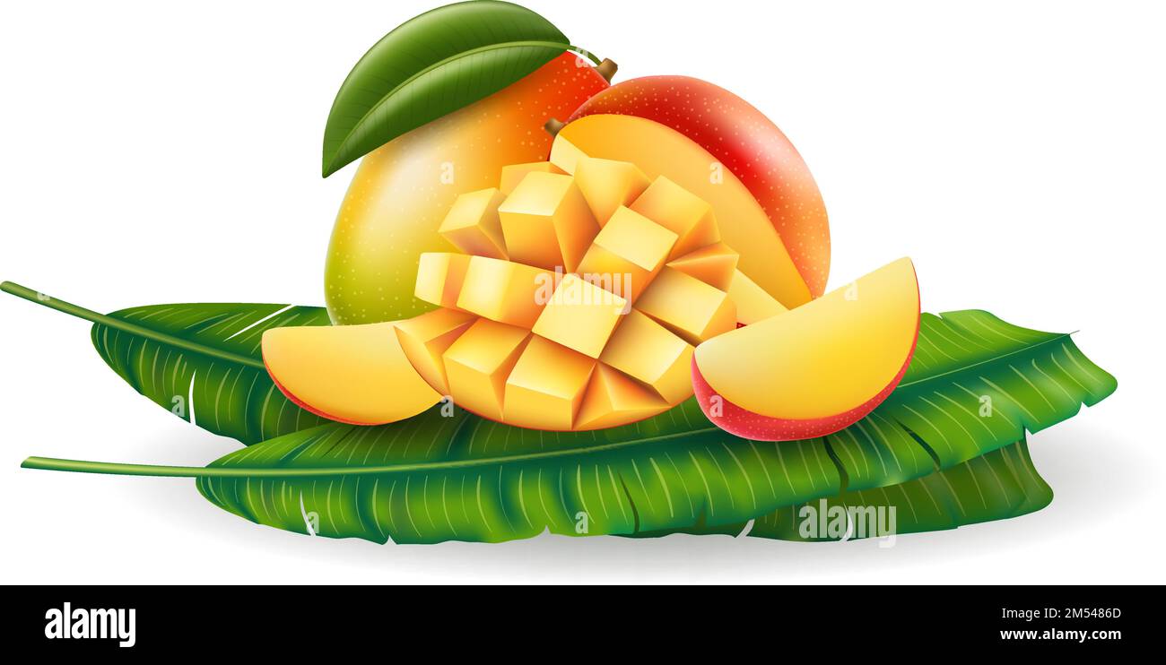 Realistic mango fruits on palm leaves Stock Vector