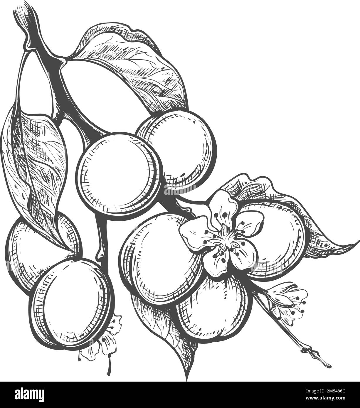 Apricot branch engraving Stock Vector Image & Art Alamy