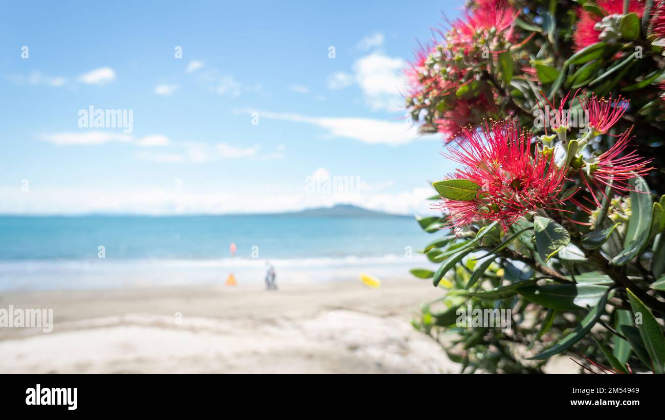 Pohutukawa trees in full bloom at Takapuna beach in summer, out-of-focus Rangitoto Island in distance, Auckland. Stock Photo