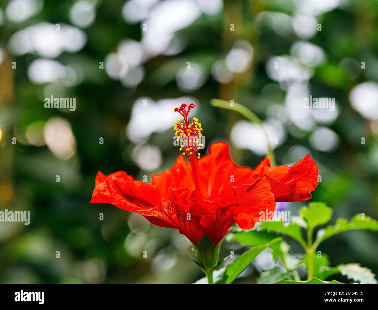 Red hibiscuses (Hibiscus), detail of the flower, back light Stock Photo