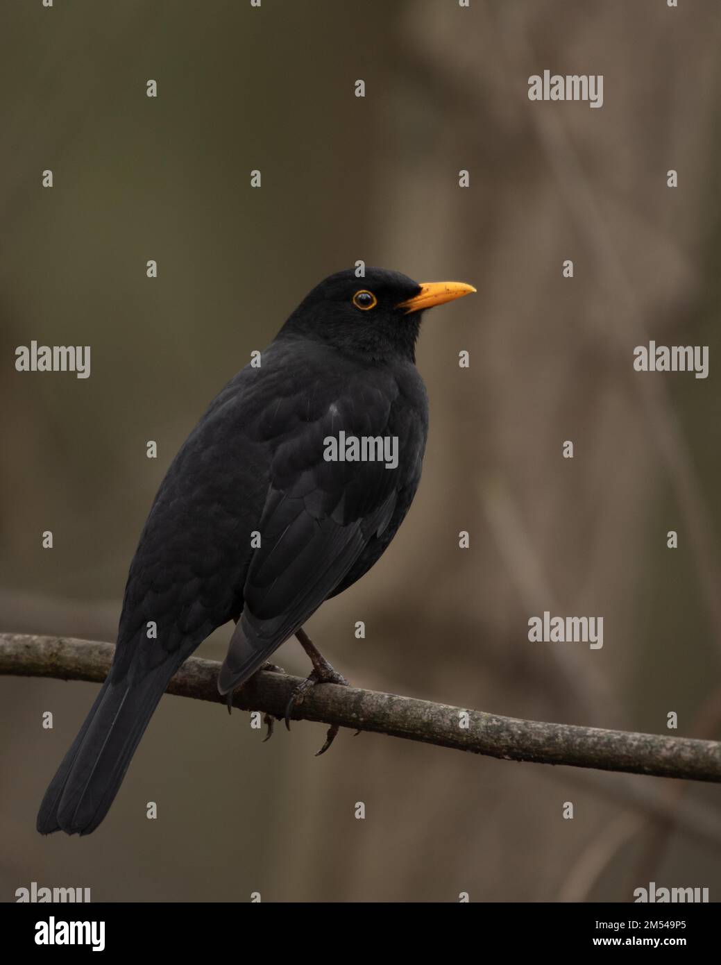 blackbird-turdus-merula-male-on-thin-branch-hamburg-germany-stock
