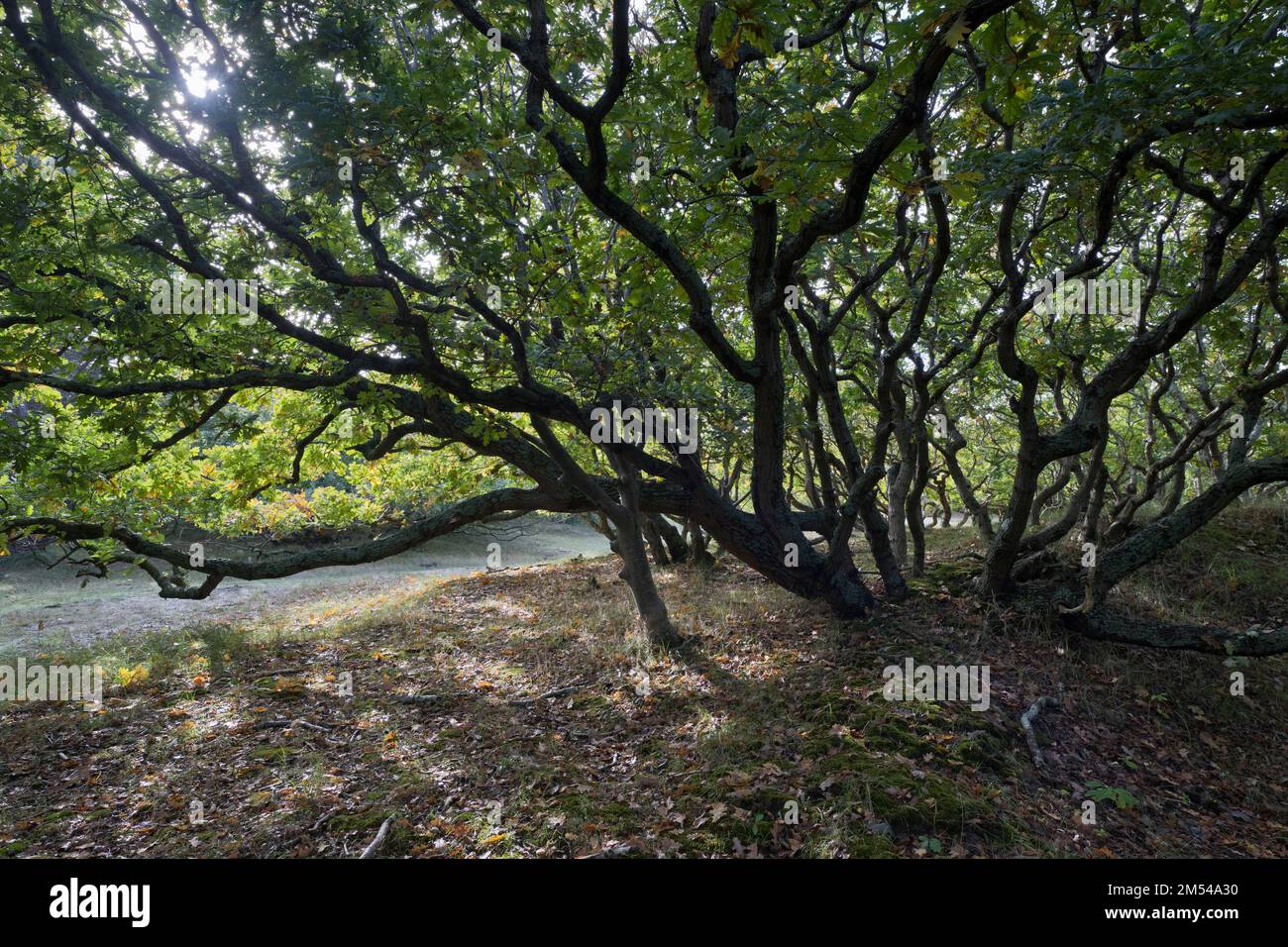 English oak (Quercus robur) in the dunes, Zeeland Province, Netherlands Stock Photo