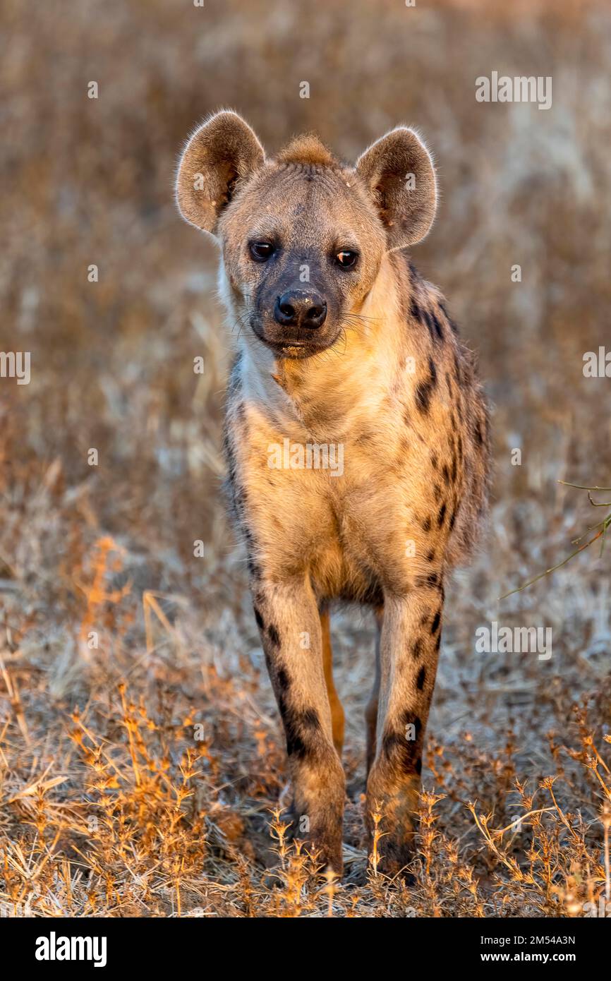 Spotted hyena (Crocuta crocuta), in the golden morning light