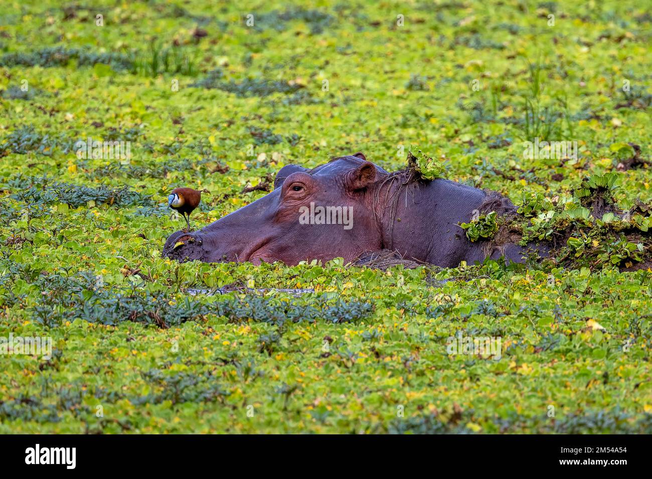 Hippopotamus (Hippopotamus amphibius), adult, swimming in water cabbage (Pistia stratiotes), South Luangwa, Zambia Stock Photo