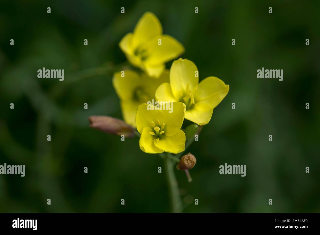 Flowers of the annual wall-rocket (Diplotaxis muralis), Bavaria, Germany Stock Photo