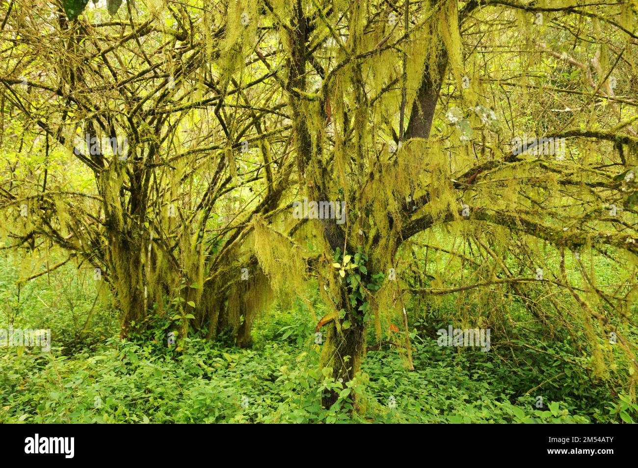 Scalesia Forest on Santa Cruz, Galapagos, Ecuador Stock Photo