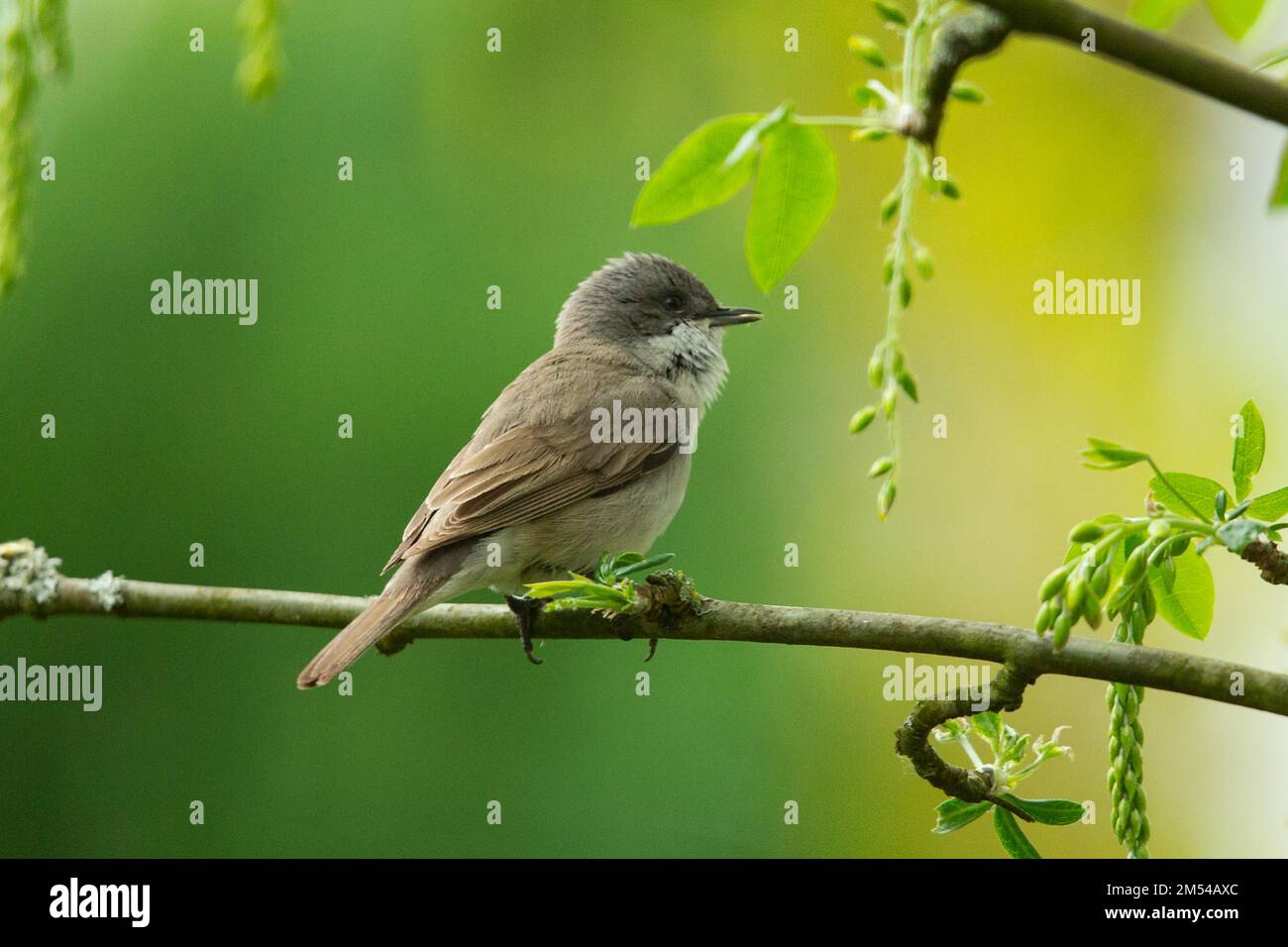 Lesser Whitethroat standing on branch looking right Stock Photo