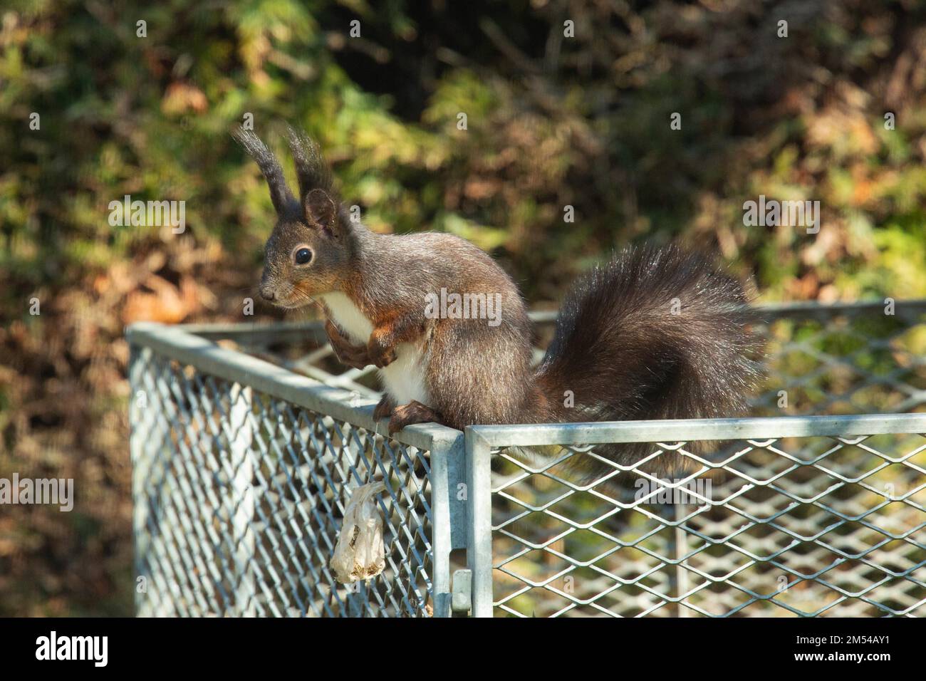 Squirrel sitting on metal grille looking left Stock Photo Alamy