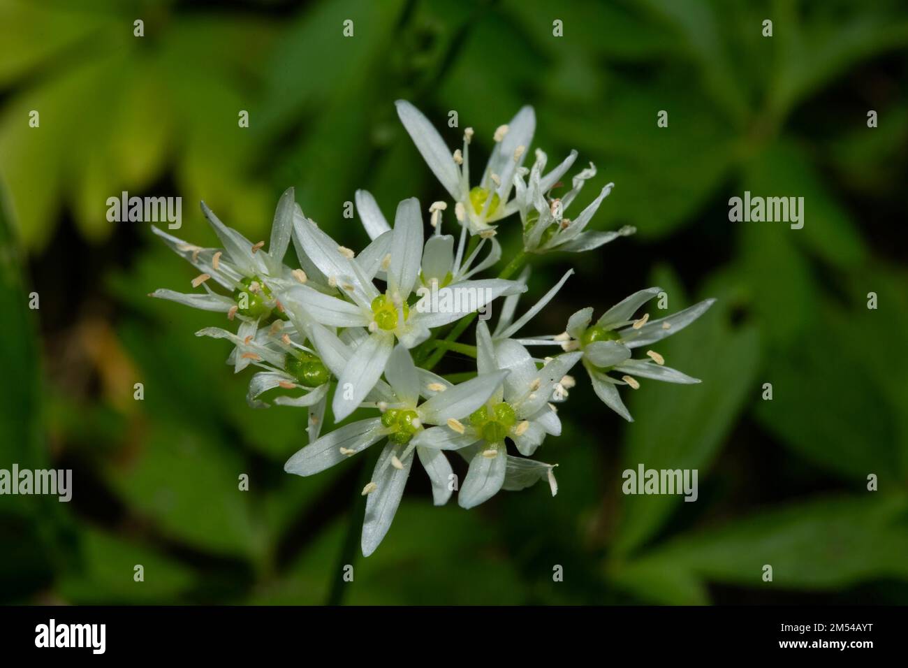 Wild garlic flower panicle with a few white open flowers Stock Photo