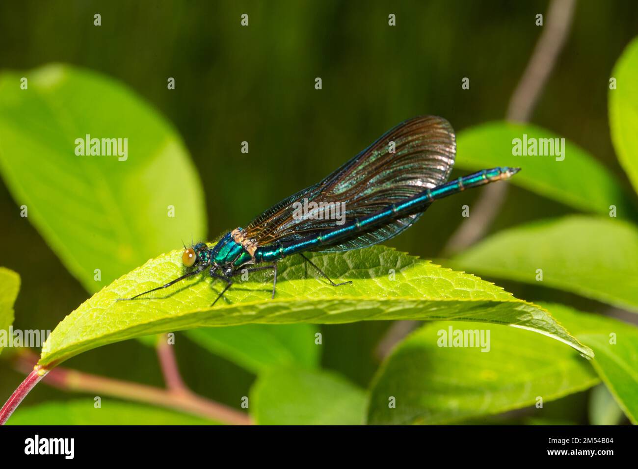 Blue-winged damselfly sitting on green leaf seen left Stock Photo