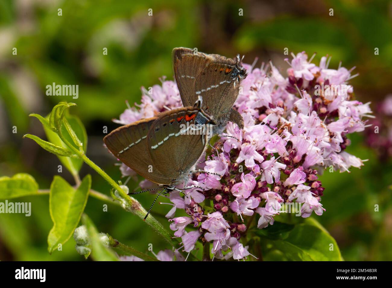 Blue spot hairstreak butterfly two butterflies sitting on pink blossom left looking Stock Photo