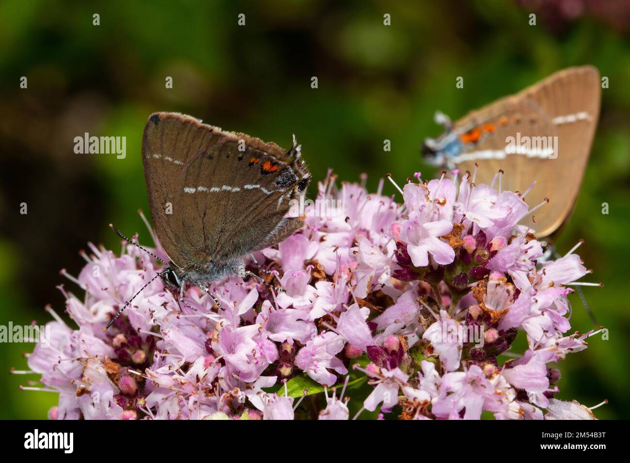 Blue spot hairstreak butterfly two butterflies sitting on pink flower different sighting Stock Photo