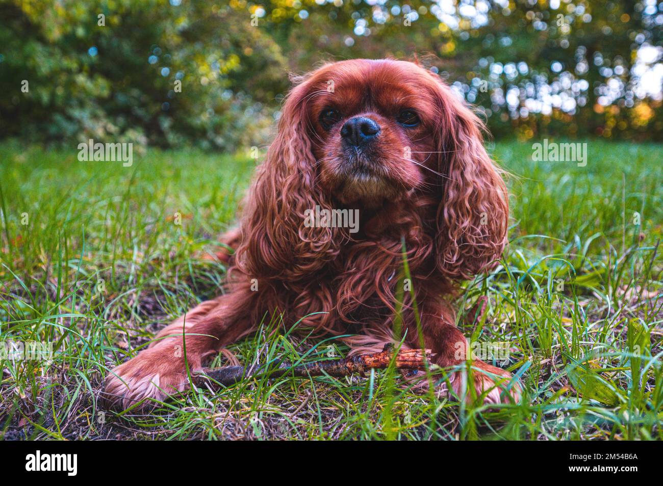 A dog (Cavalier King Charles Spaniel) with brown fur lies on a green meadow and looks directly into the camera, Hanover, Lower Saxony, Germany Stock Photo
