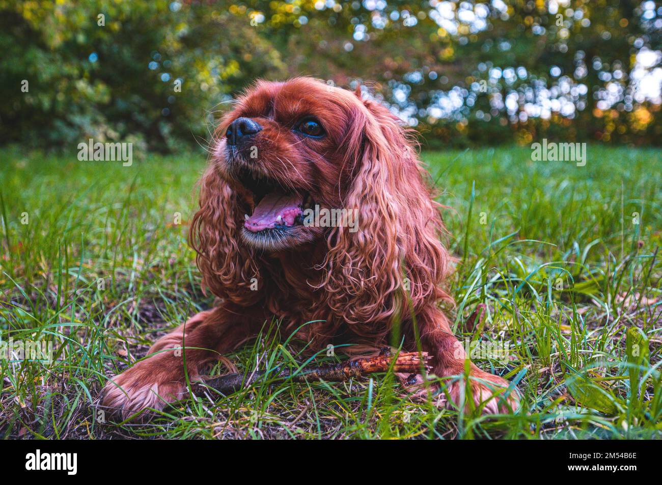 A dog (Cavalier King Charles Spaniel) with brown fur lies on a green meadow and opens its mouth to bark, Hannover, Lower Saxony, Germany Stock Photo